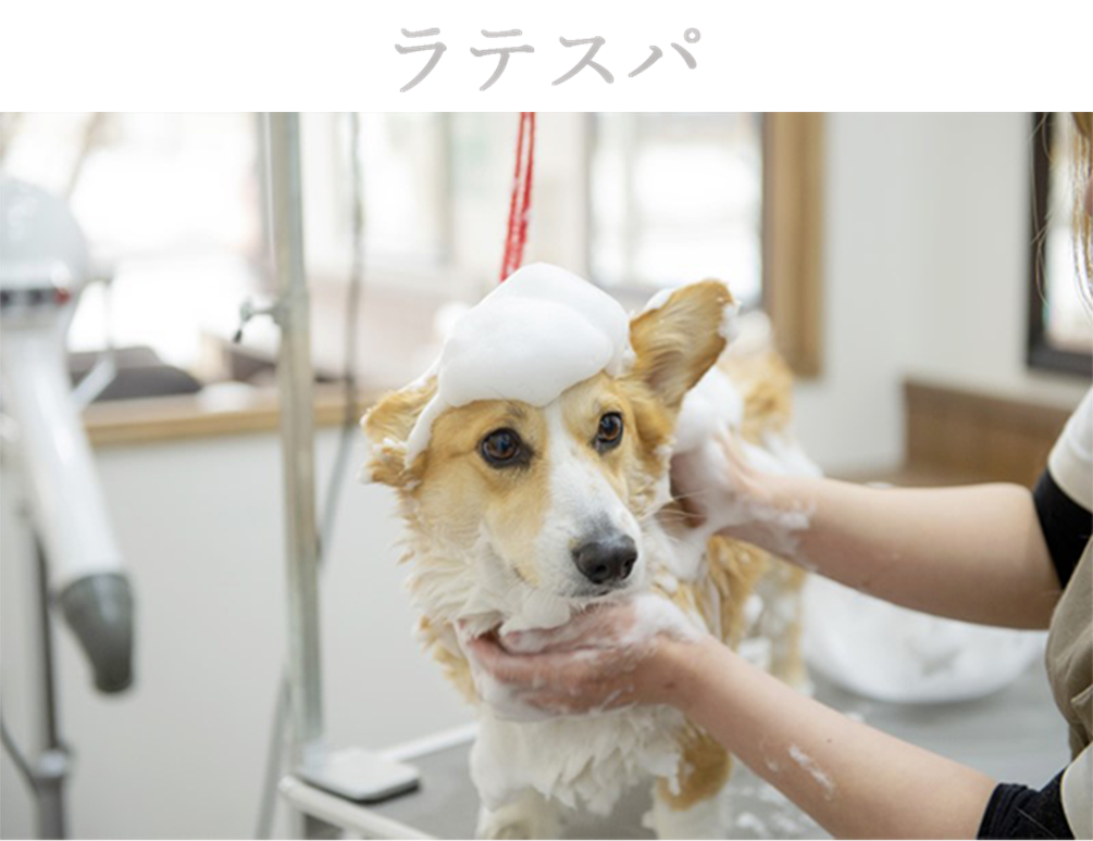 ハーブパック
